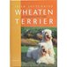 H Bok irish softcoated wheaten terrier